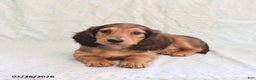 Miniature Dachshund dogs for sale: Joey - Ad 1