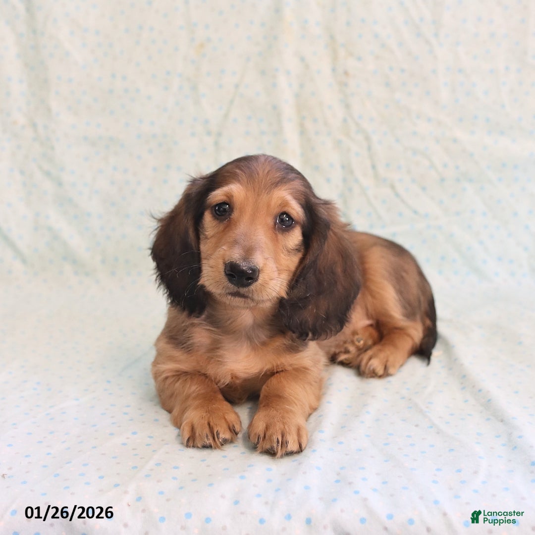Miniature Dachshund dogs for sale: Joey - Ad 1
