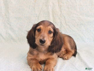 Miniature Dachshund dogs Joey - Ad 9