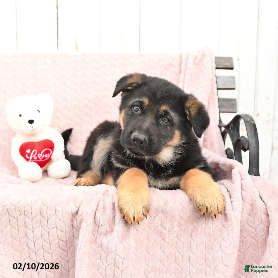 German Shepherd dogs Saber - Ad 35