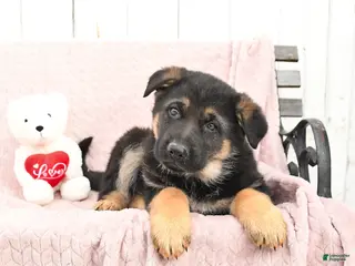 German Shepherd dogs Saber - Ad 35