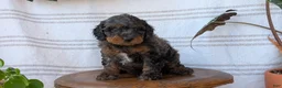 Cavapoo dogs for sale: Maddox  - Ad 8