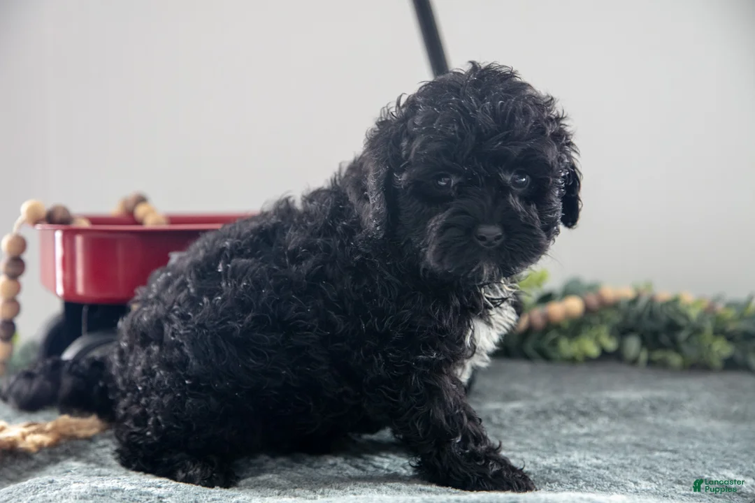 Mixed Breed dogs for sale: Blackie - Ad 2