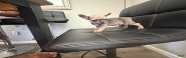 French Bulldog Puppy 2