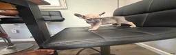 French Bulldog dogs for sale: French Bulldog Puppy 2 - Ad 1