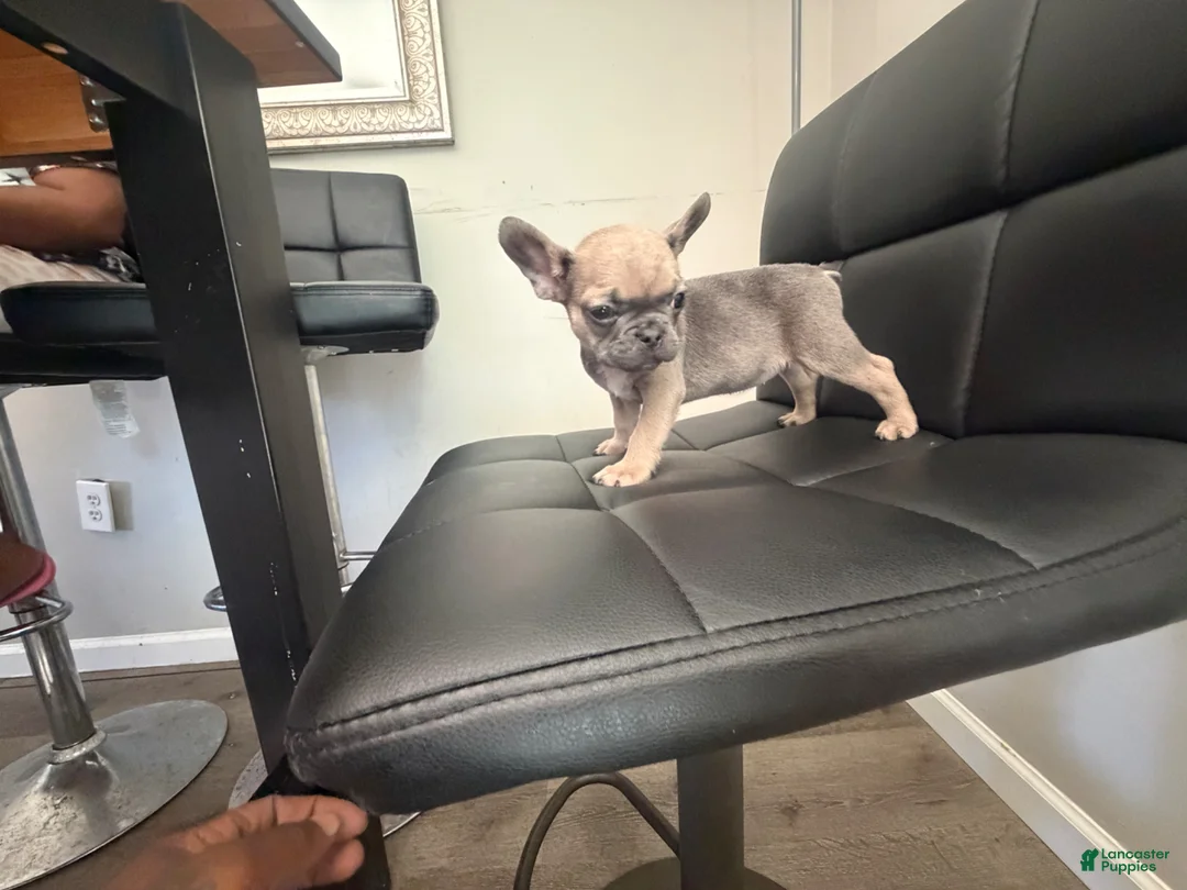 French Bulldog dogs for sale: French Bulldog Puppy 2 - Ad 1