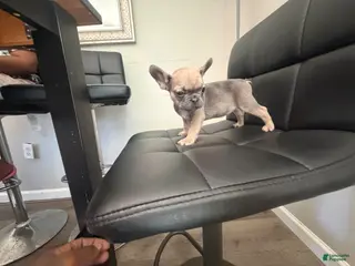 French Bulldog dogs for sale: French Bulldog Puppy 2 - Ad 2