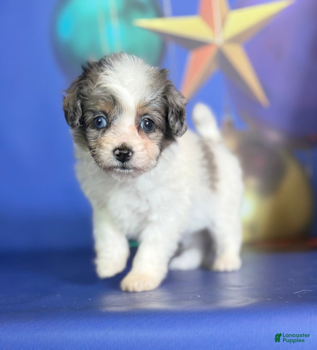 Pomapoo dogs for sale: Cookie - Ad 10