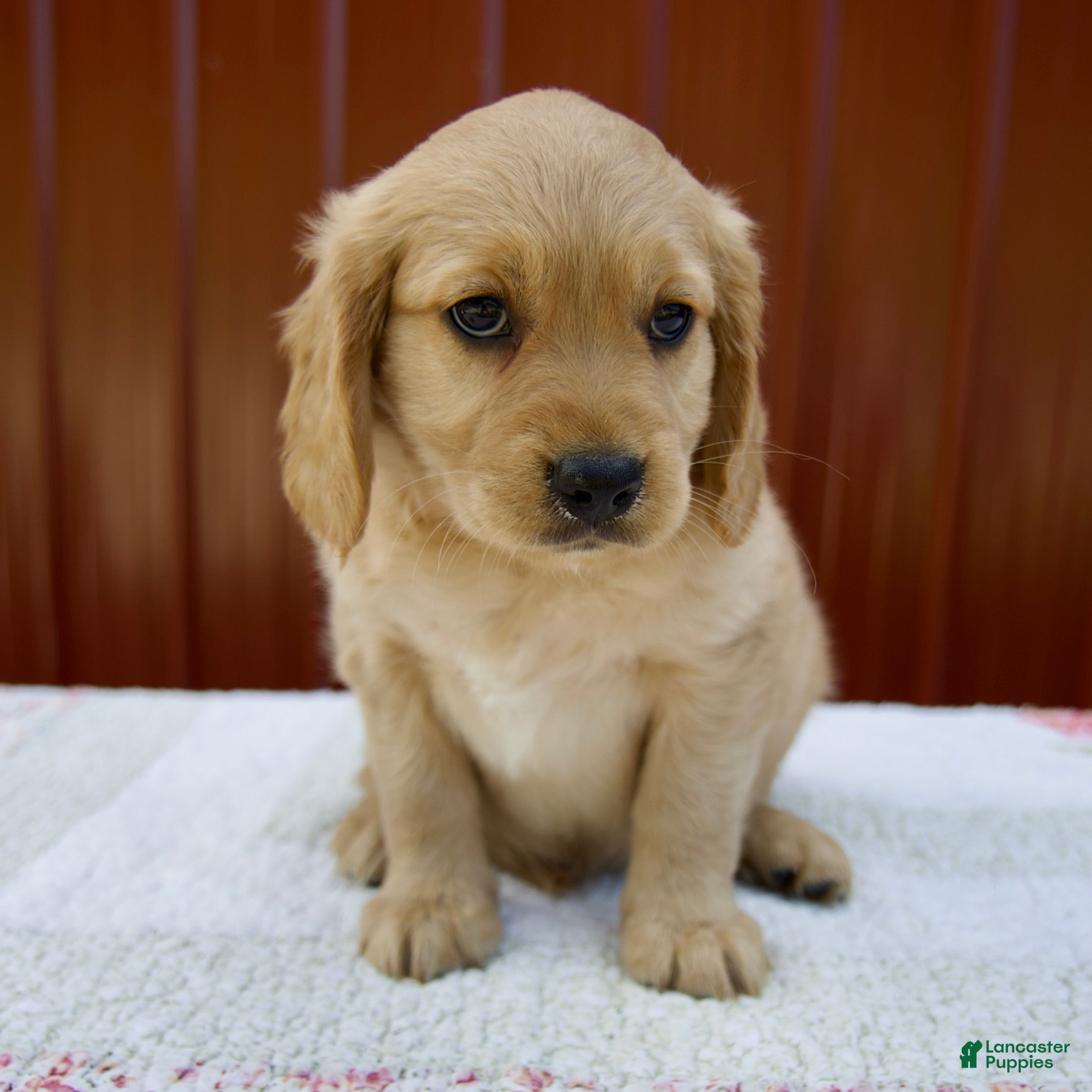 Miniature Golden Retriever dogs Griffin - Ad 1
