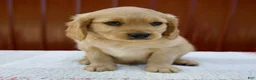 Miniature Golden Retriever dogs for sale: Griffin - Ad 1