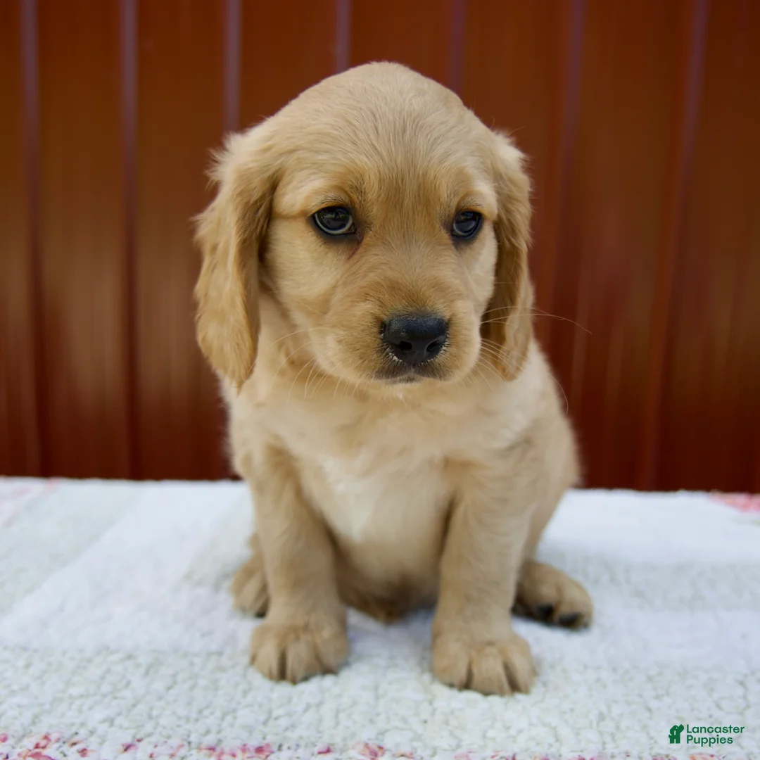Miniature Golden Retriever dogs for sale: Griffin - Ad 1