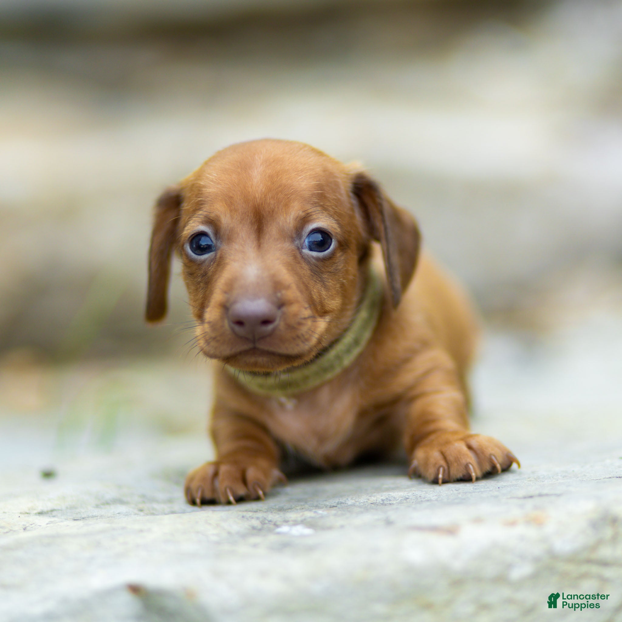 Miniature Dachshund dogs Peanut Miniature Dachshund  - Ad 1