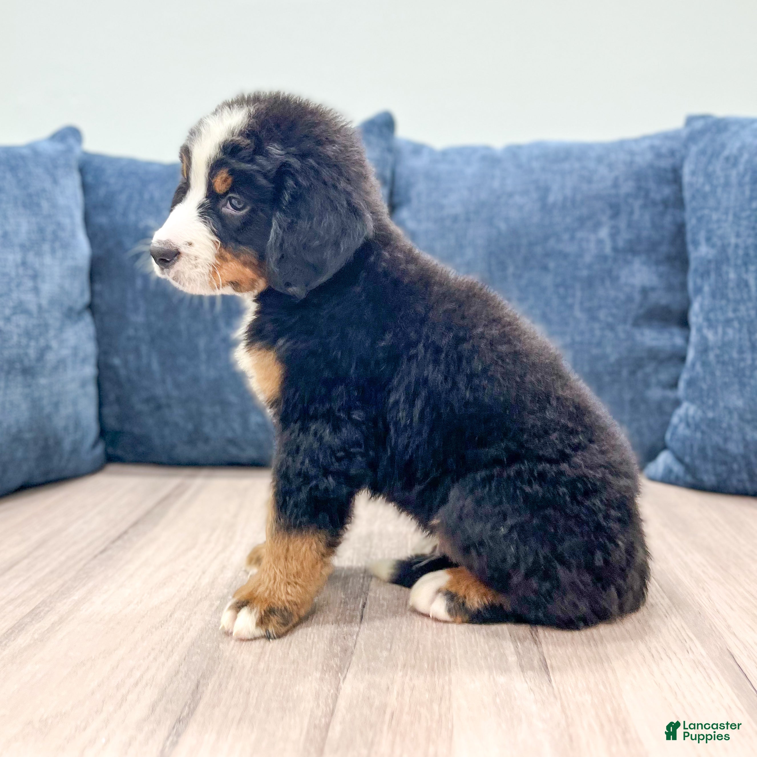 Bernese Mountain Dog dogs Ivan - Ad 2
