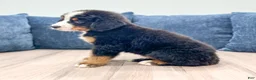 Bernese Mountain Dog dogs for sale: Ivan - Ad 2