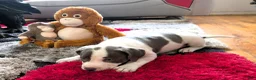 American Bully dogs for sale: MEG THA STALLION - Ad 8