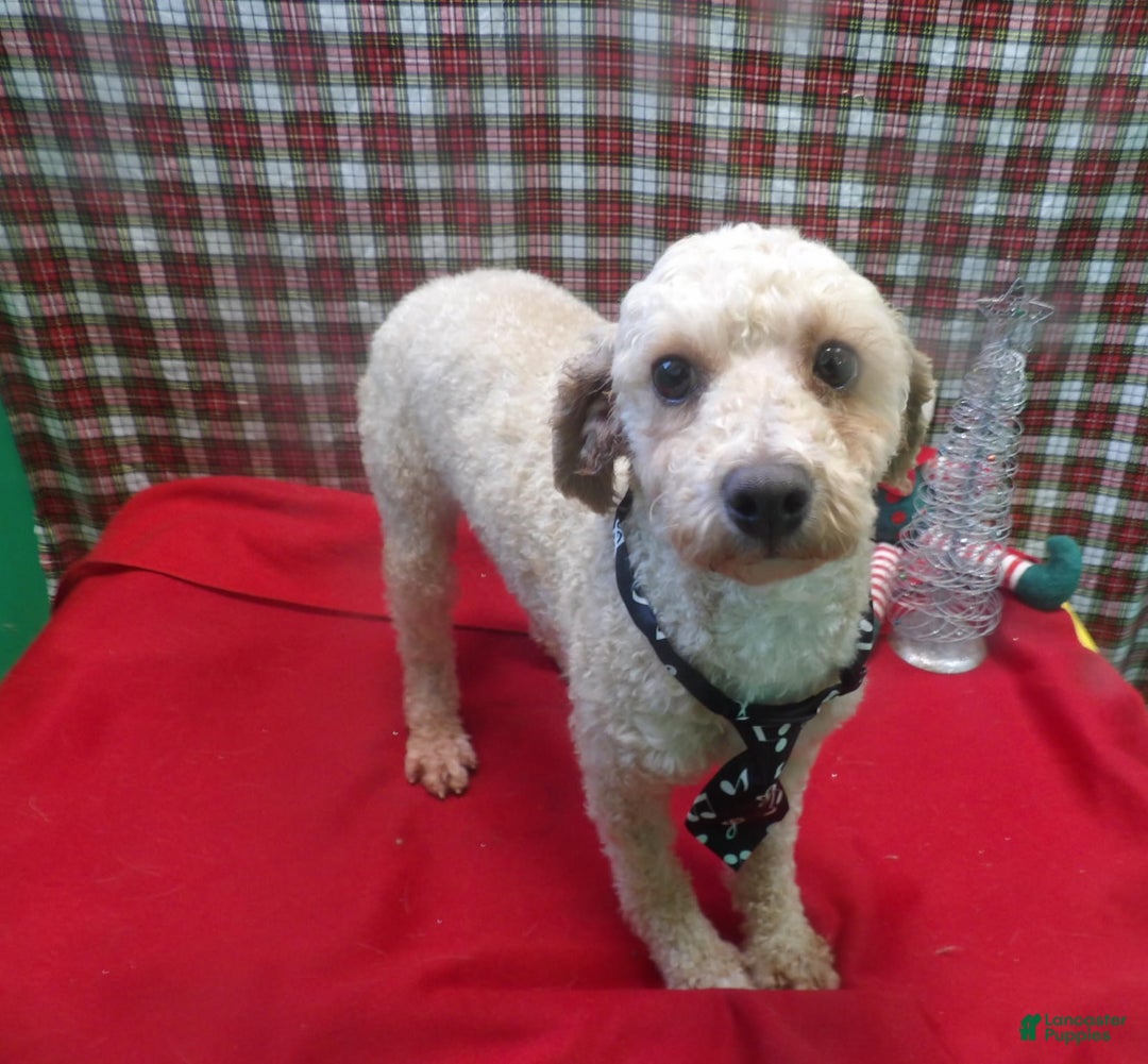 Bichpoo dogs for sale: Mike - Ad 3