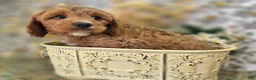 Cavapoo dogs for sale: Tundra - Ad 5