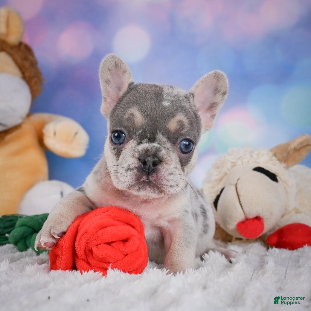 French Bulldog dogs for sale: Rose - Ad 1