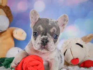 French Bulldog dogs for sale: Rose - Ad 2