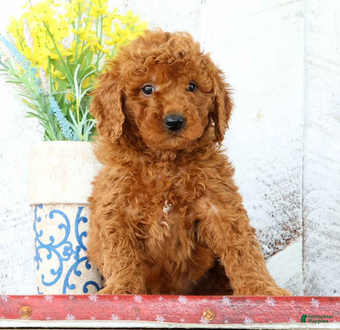 Mini Goldendoodle dogs for sale: Kaleb - Ad 1