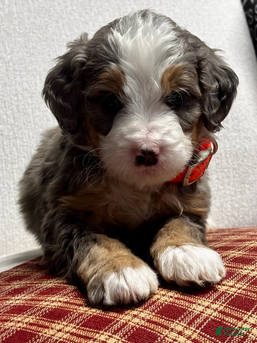 Mini Bernedoodle dogs for sale: Everest Mini Bernedoodle Puppy 6 - Ad 6