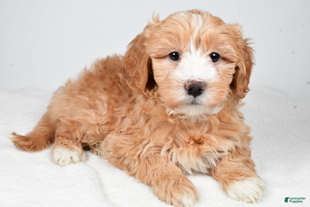 Mini Goldendoodle dogs for sale: Noelle - Ad 10