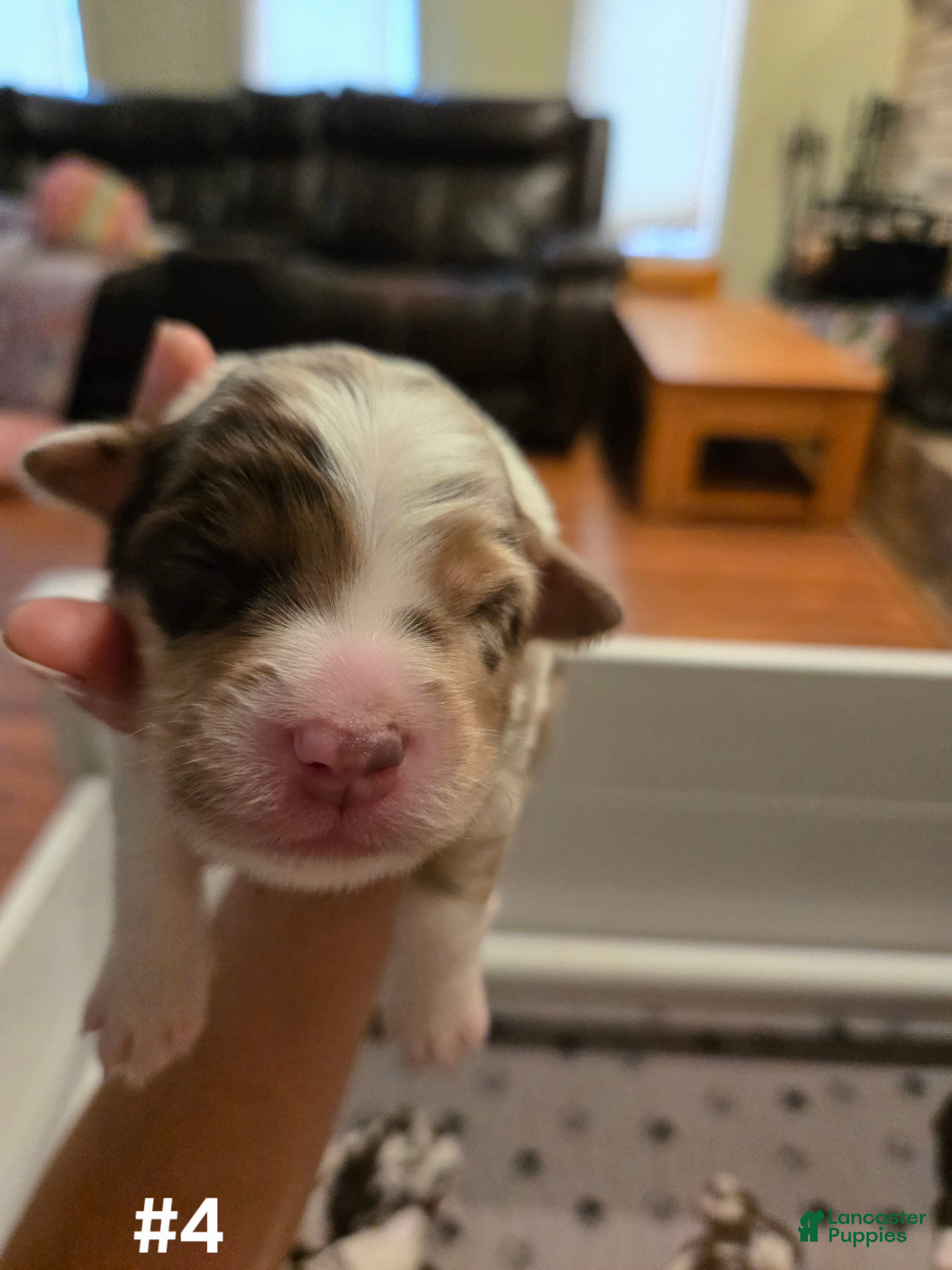 Australian Shepherd dogs Australian Shepherd 4 - Ad 34