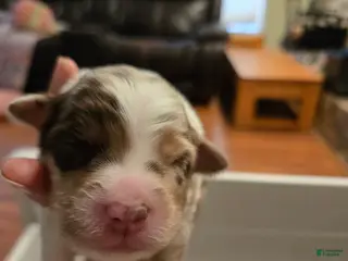 Australian Shepherd dogs Australian Shepherd 4 - Ad 12