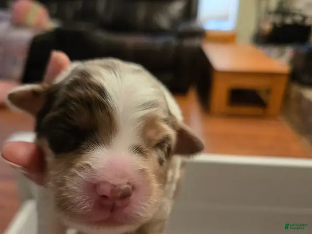 Australian Shepherd dogs Australian Shepherd 4 - Ad 7