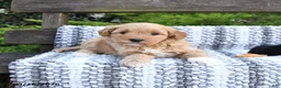 Mini Goldendoodle dogs for sale: Bandit - Ad 1