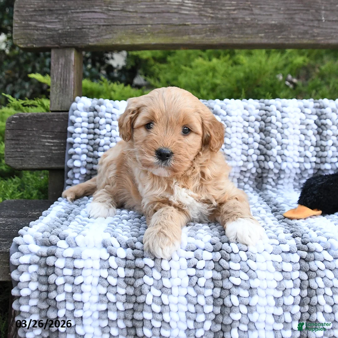 Mini Goldendoodle dogs for sale: Bandit - Ad 1