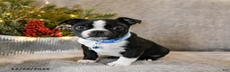 Boston Terrier dogs for sale: Challenger - Ad 3