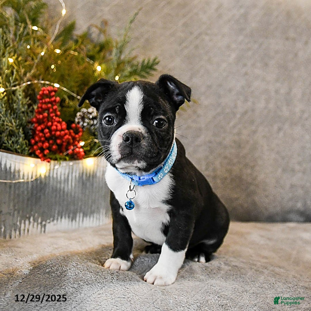Boston Terrier dogs for sale: Challenger - Ad 3