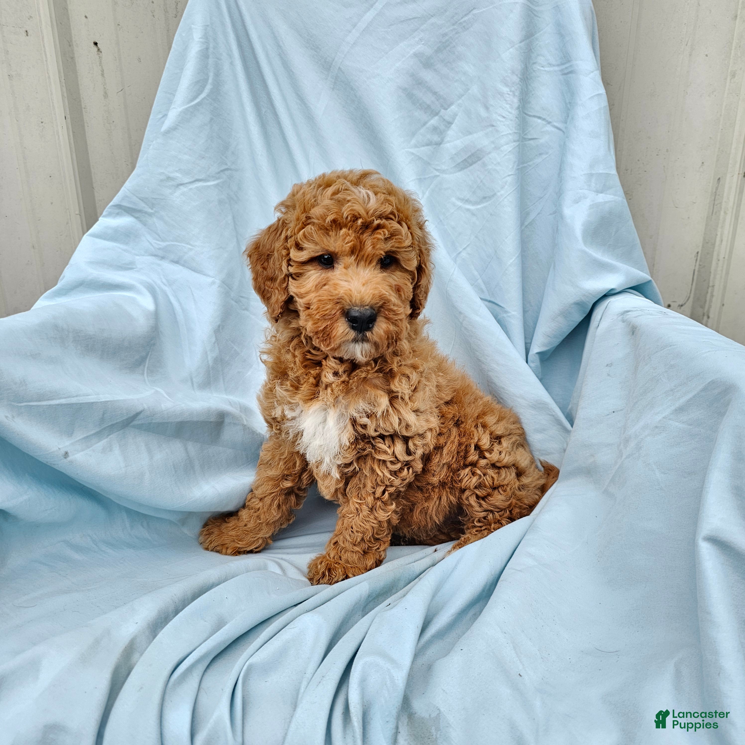 Mini Goldendoodle dogs for sale: Rose - Ad 4