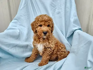Mini Goldendoodle dogs for sale: Rose - Ad 4