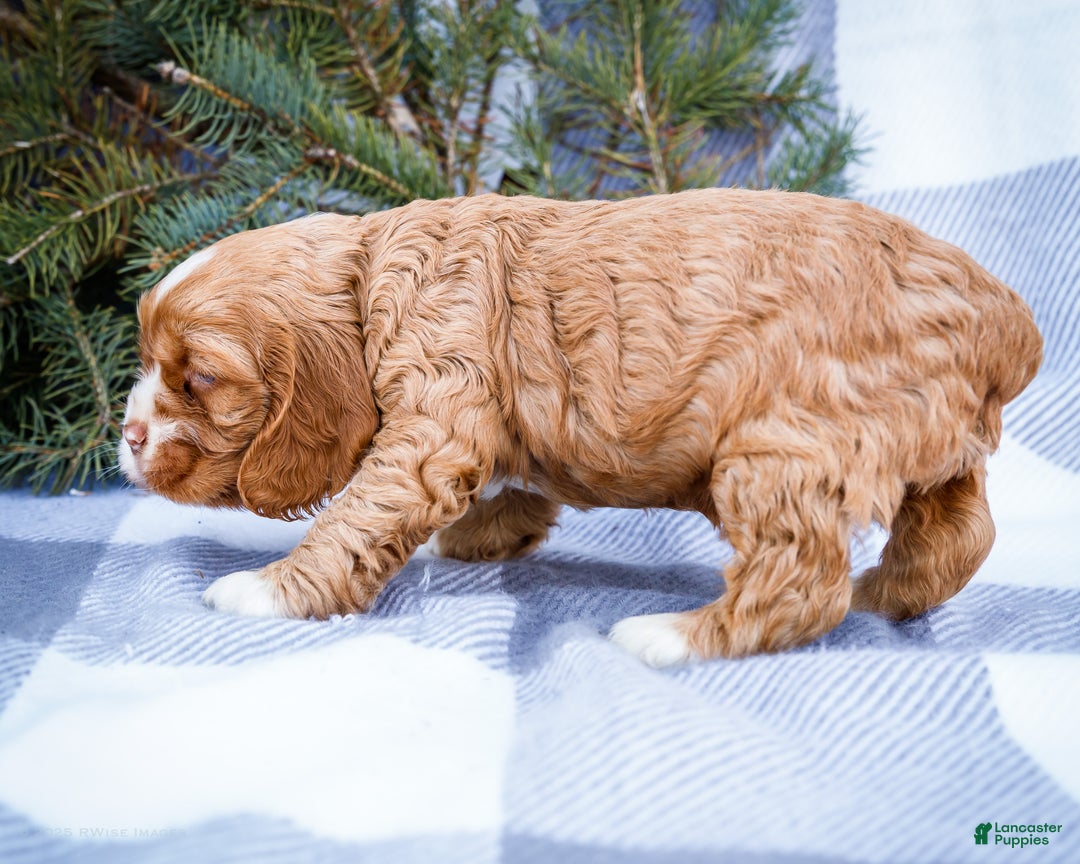 Cocker Spaniel dogs for sale: Sophie - Ad 5