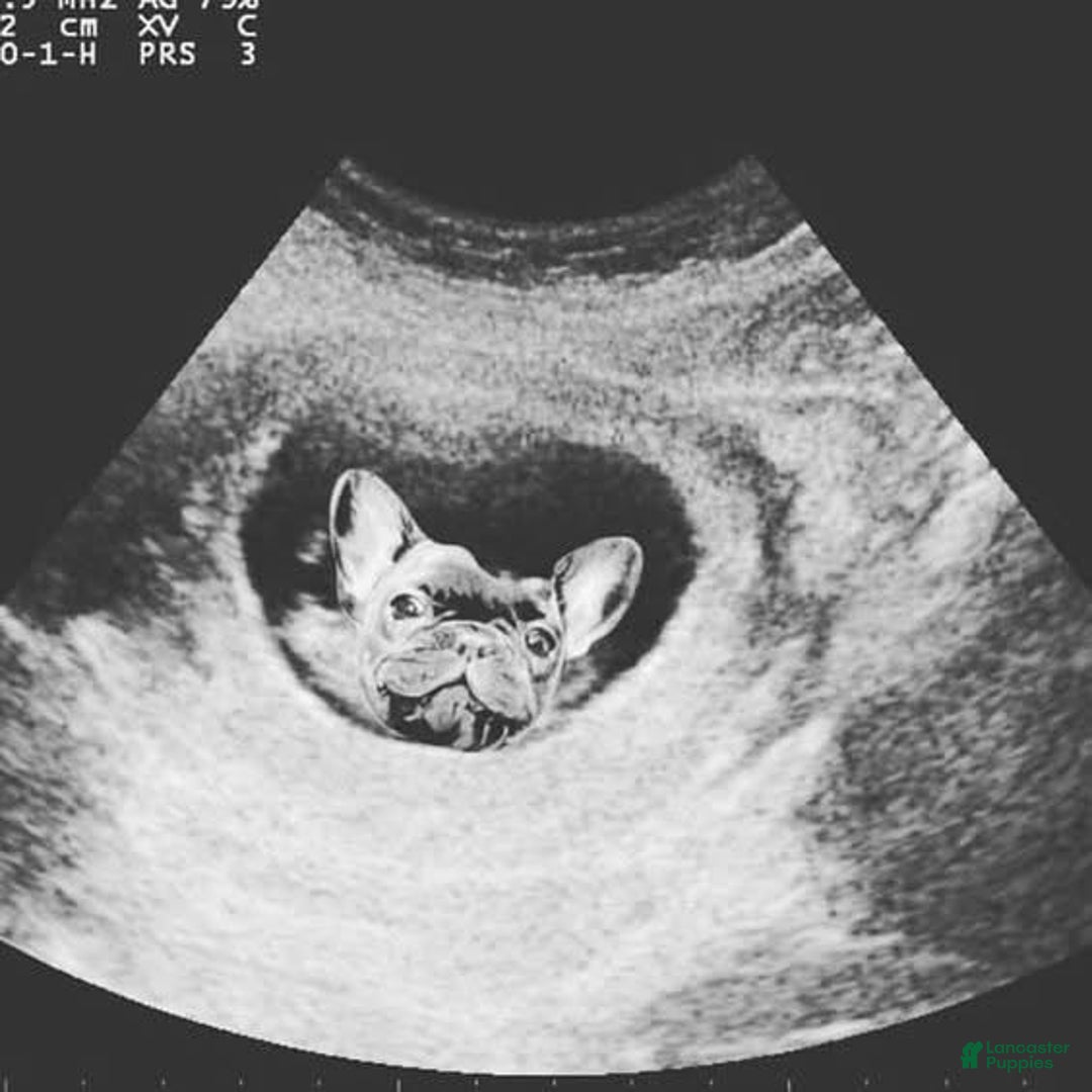 French Bulldog dogs for sale: French Bulldog Puppy 2 “Whisp” - Ad 20