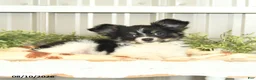 Papillon dogs for sale: Mitch - Ad 7