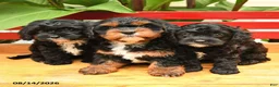 Cavapoo dogs for sale: Hot Dog - Ad 3