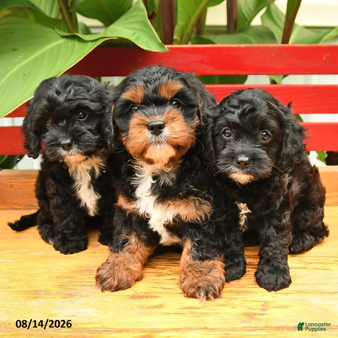 Cavapoo dogs for sale: Hot Dog - Ad 3