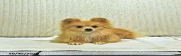 Pomeranian dogs for sale: Teddy bear - Ad 4