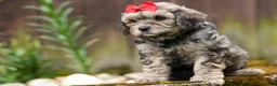 Cavapoo dogs for sale: Viking 🐶 - Ad 12