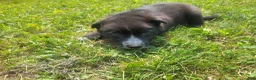Mixed Breed dogs for sale: Black  - Ad 3