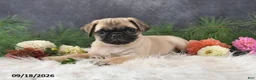 Pug dogs for sale: Ned - Ad 4