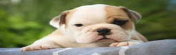 English Bulldog dogs for sale: Quaram English Bulldog  - Ad 6