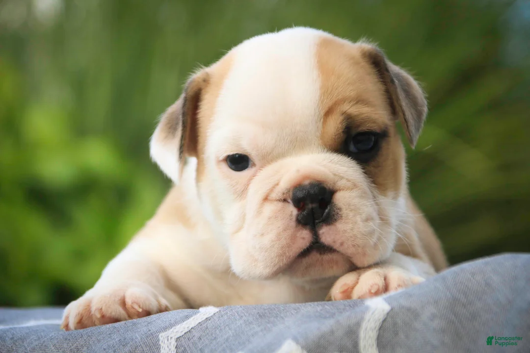 English Bulldog dogs for sale: Quaram English Bulldog  - Ad 6