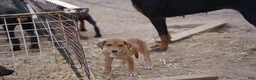 Mixed Breed dogs for sale: Doberdane Champagne F - Ad 4