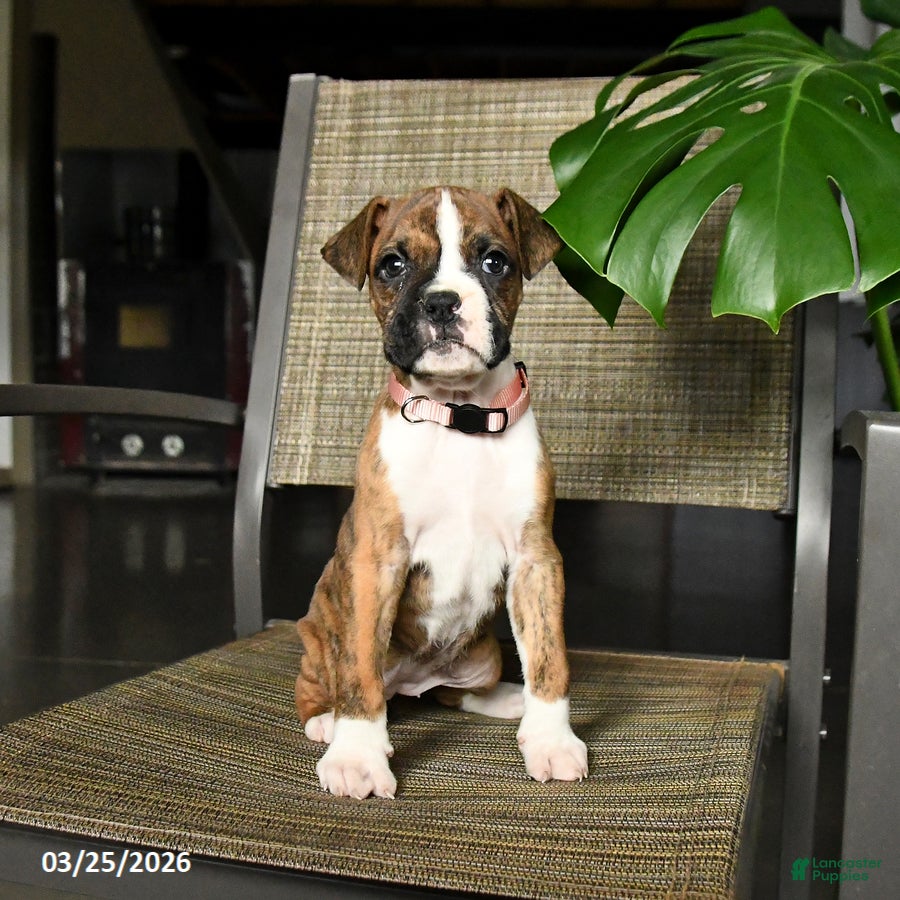 Boxer dogs Coral - Ad 2