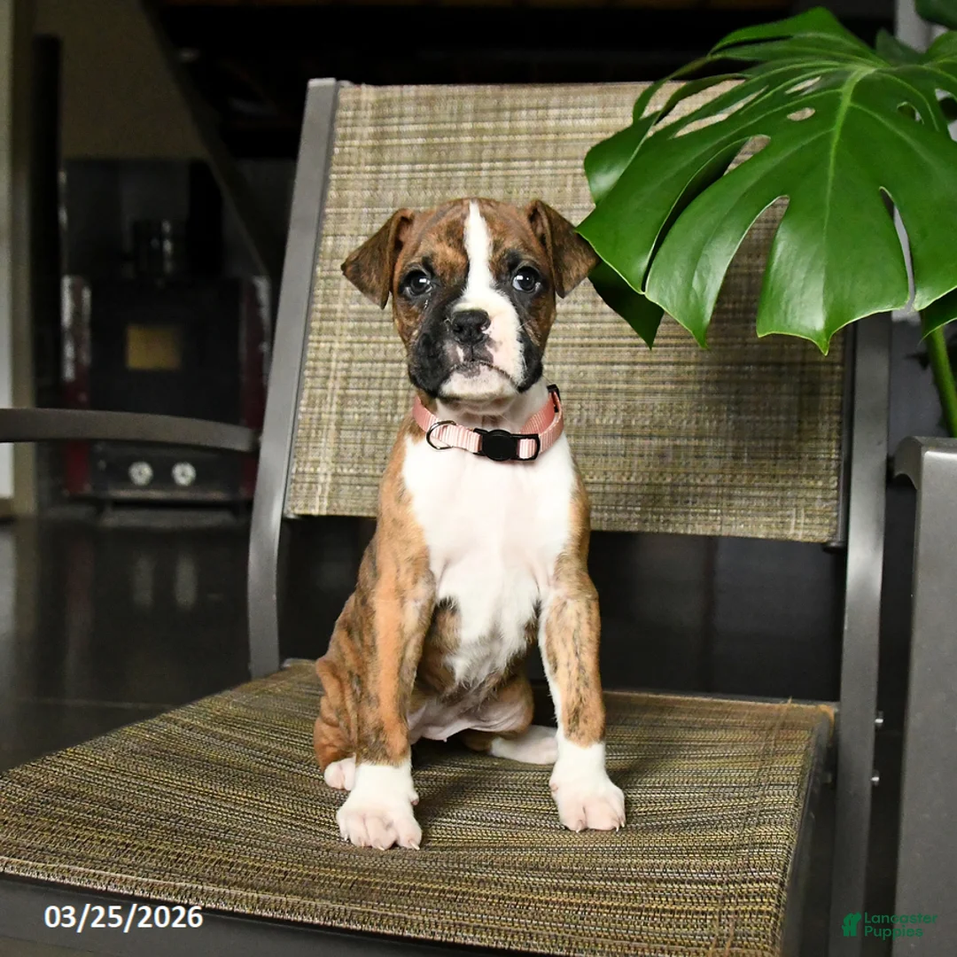 Boxer dogs for sale: Coral - Ad 2