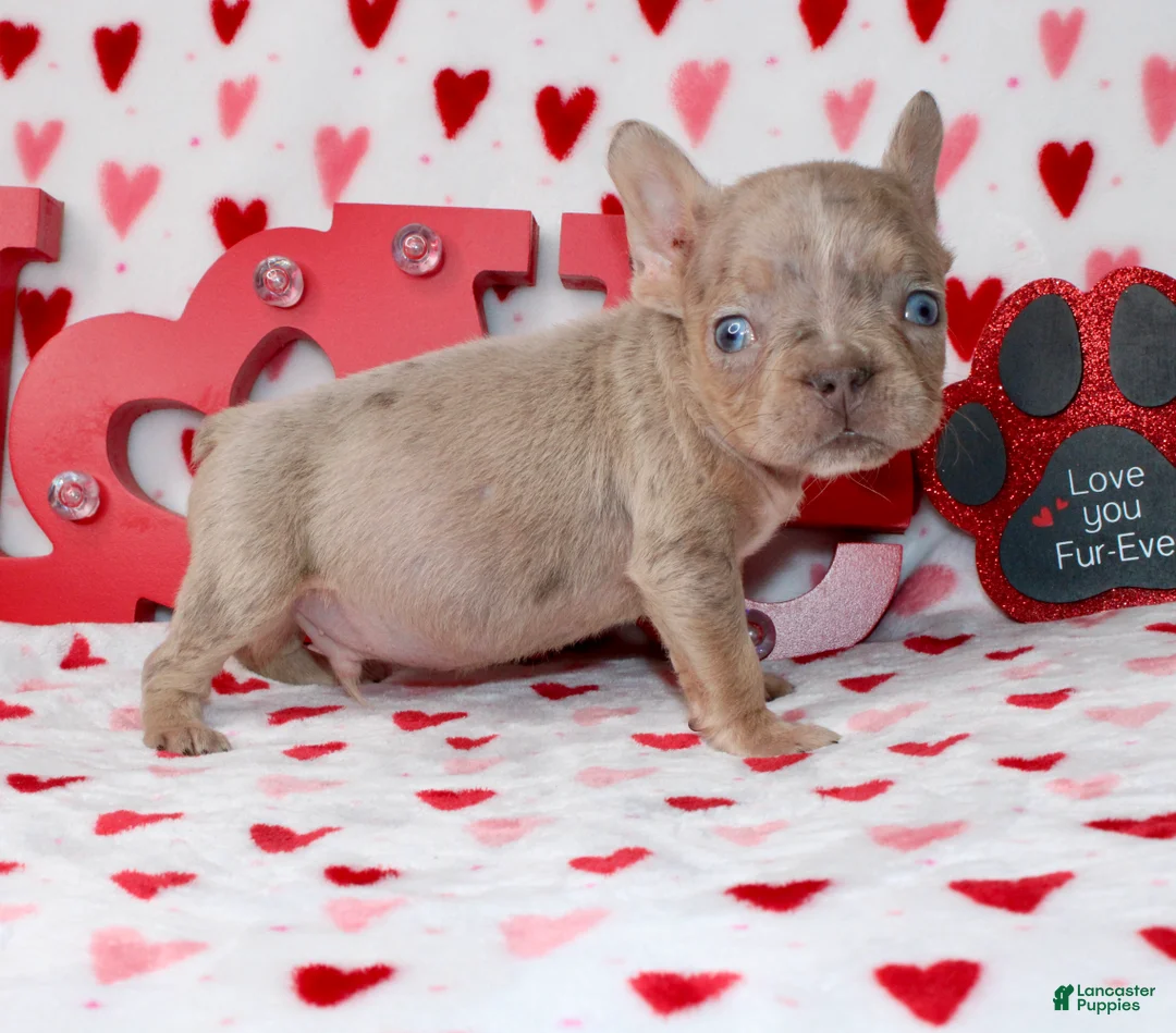 French Bulldog dogs for sale: Brody - Ad 4